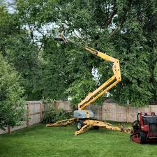 Best Tree Risk Assessment  in Moorhead, MN