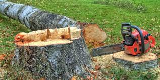 Best Tree Removal  in Moorhead, MN