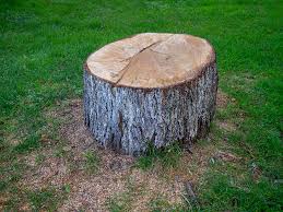 How Our Tree Care Process Works  in  Moorhead, MN
