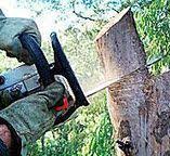 Trusted Moorhead, MN Tree Services Experts