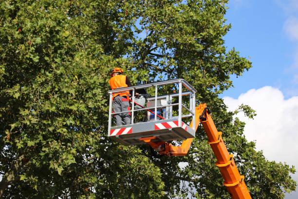 Best Lawn Watering Services  in Moorhead, MN