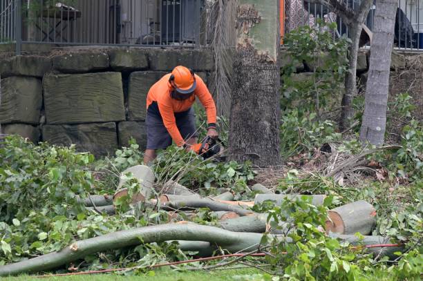 Best Tree Removal  in Moorhead, MN