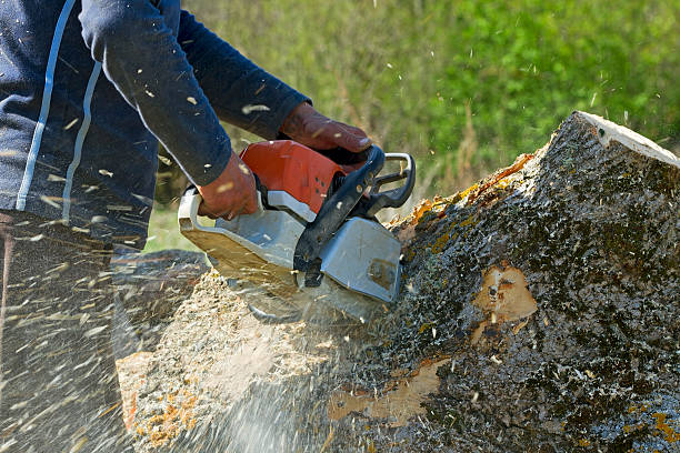 Best Arborist Consultation Services  in Moorhead, MN